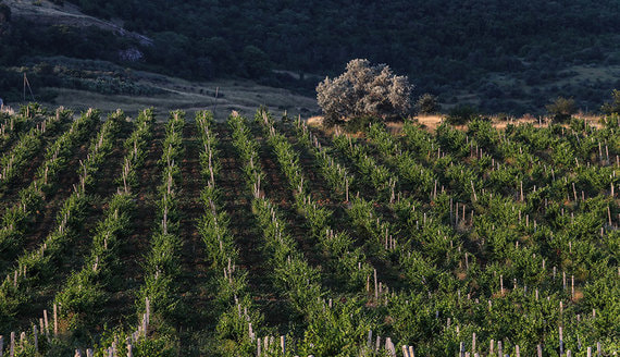 Владельцы «Мысхако» могут увеличить площади виноградников в пять раз