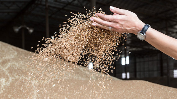 В Минсельхозе спрогнозировали сохранение лидерства России в экспорте пшеницы