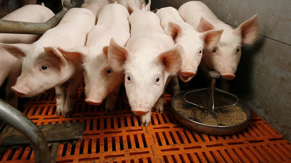 "Мираторг" будет производить сырье для гепарина с голландской Van Hessen