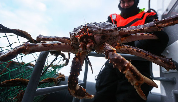 Государство получит 200 млрд рублей от квот на вылов крабов и других морепродуктов