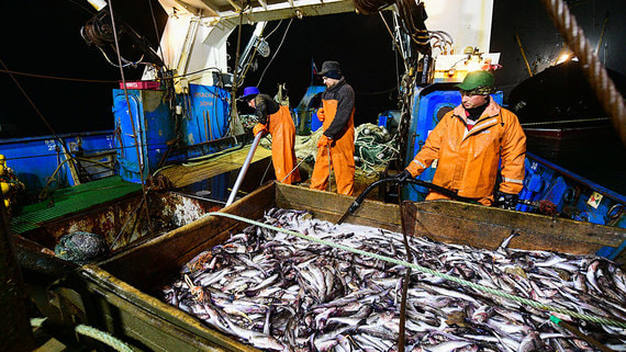 Силовые ведомства определились с объемом закупок минтая, от которого отказался Китай