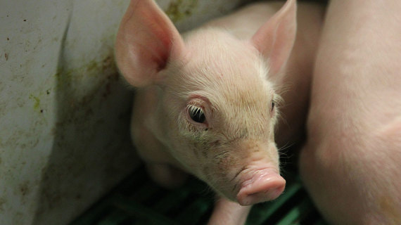 Таиландская CP Foods купит российского производителя свинины "АПК Дон"