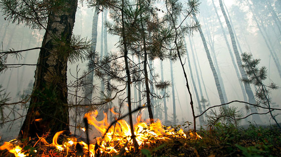 Две трети природных пожаров в России в 2021 году произошли по вине человека