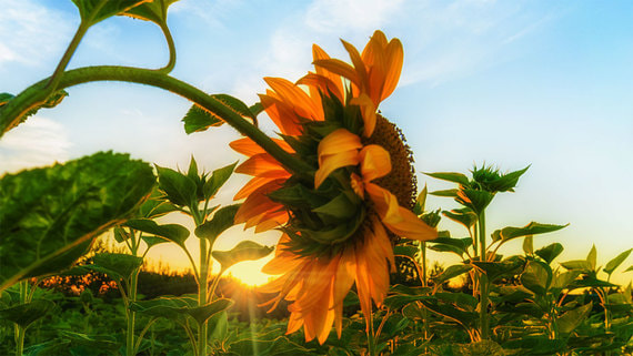 Производители масла резко снизили закупочную стоимость подсолнечника