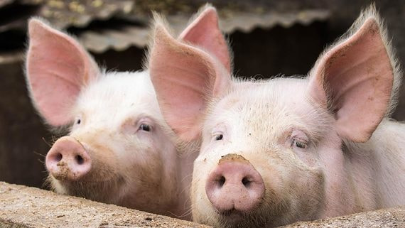 Производители свинины и птицы столкнулись с дефицитом кормовых добавок