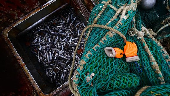 Для рыбной продукции, предназначенной для последующей переработки или реэкспорта, требования по маркировке могут быть упрощены