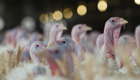 "Черкизово" полностью выкупает одного из лидеров российского рынка индейки