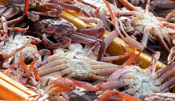 ФАС, Минэк и Минпромторг раскритиковали законопроект по переделу рынка рыбы и крабов