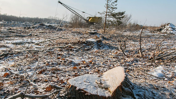 В России создадут федеральную службу лесных инспекторов