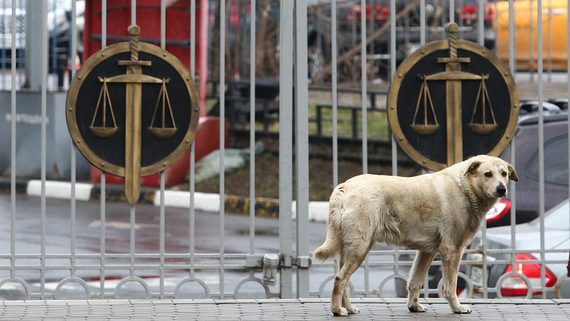 В Госдуму поступило 38 569 предложений по изменению закона об ответственном отношении к животным