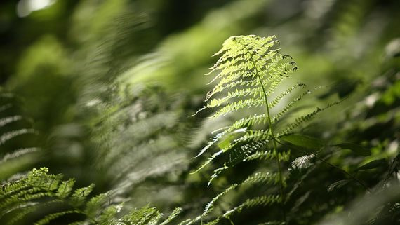 Треть компаний в мире заявили о неготовности к энергопереходу