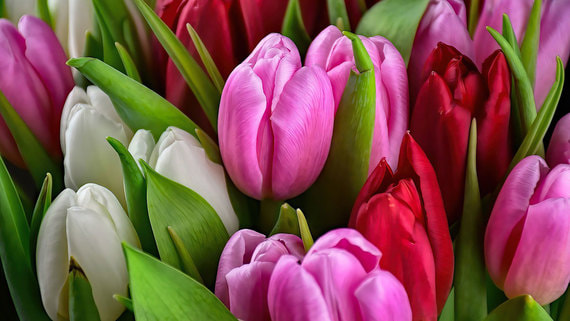 Поставки цветов в Россию из других стран могут остановиться