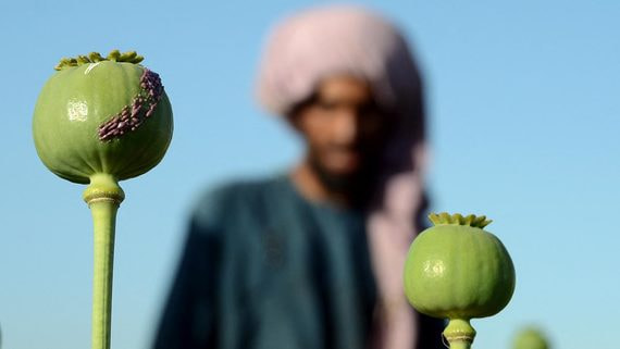 В Афганистане объявлен запрет на выращивание опийного мака