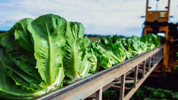 «Белая Дача» инвестирует 1 млрд рублей в производство салатов в Новороссийске