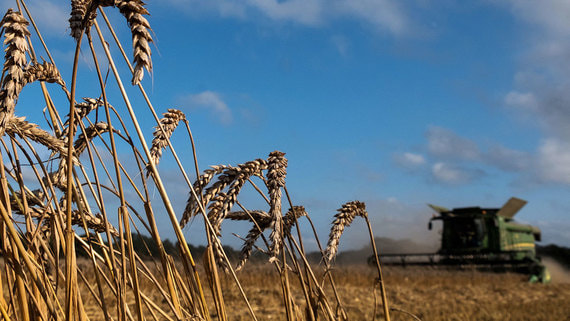 Japan Today узнала о планах фермеров Японии переключиться на выращивание пшеницы