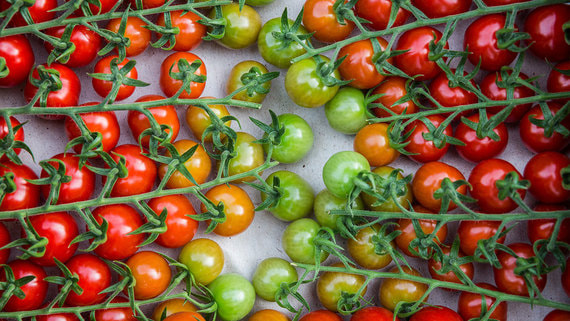 «Магнит» выкупил у сына Абрамовича тепличный комплекс по выращиванию томатов