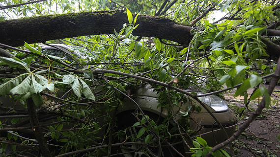 Два человека погибли из-за урагана в Курске