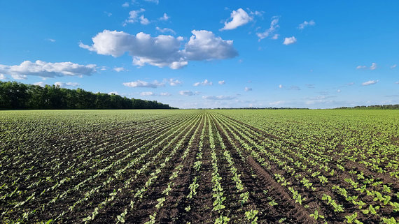 "Траст" продаст бывший сельскохозяйственный бизнес Микаила Шишханова