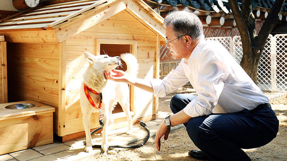 Экс-президент Южной Кореи вернул собак, подаренных Ким Чен Ыном в 2018 году