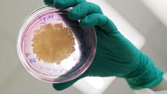 Продажи растительного мяса упали на 70%