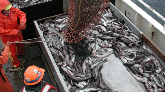 Экспорт минтая в Китай приблизился к доковидному уровню