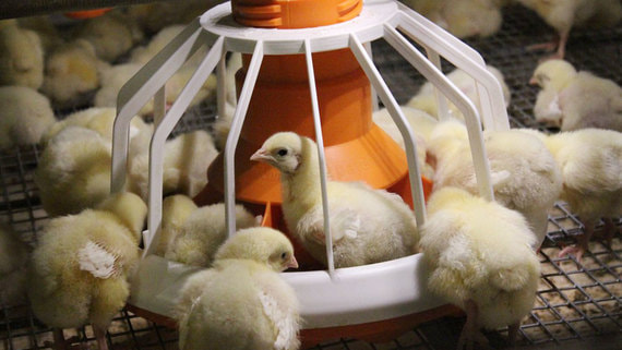 "Траст" смог продать еще один бывший сельскохозяйственный актив банкира Микаила Шишханова