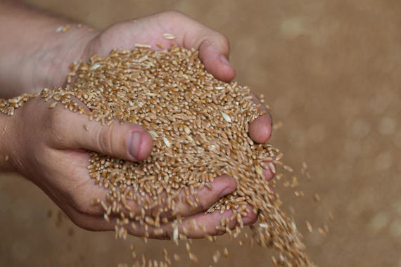 Правительство России выделило 800 млн рублей на поставки пшеницы Кубе