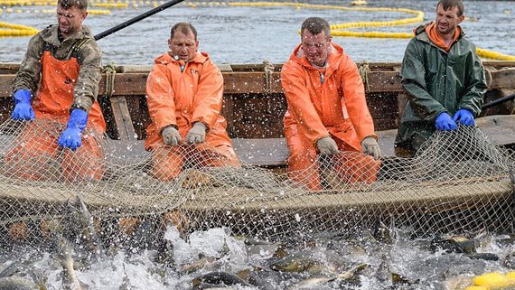 Прибыль рыбопромышленных предприятий по итогам 2022 года может снизиться на 16%