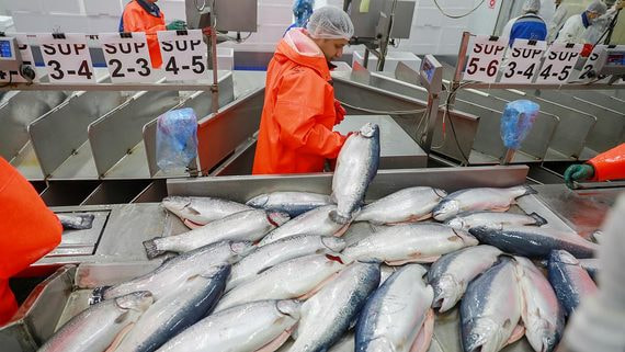 Экспорт российского лосося в Китай вырос в два раза