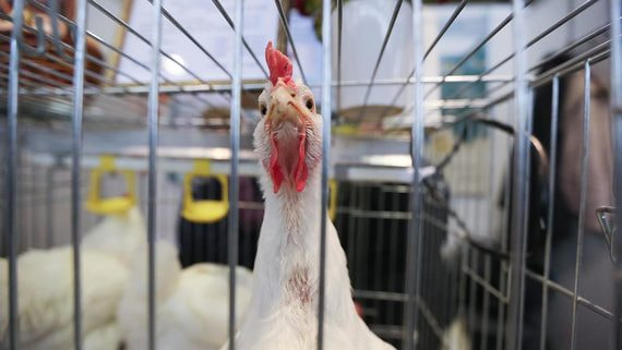 Птицефабрикам могут разрешить вакцинацию от птичьего гриппа