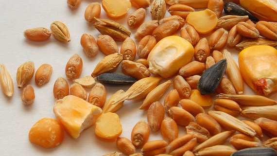 Дистрибуторы семян заявили о грозящем банкротстве