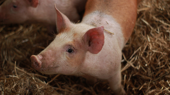 Свиньи подешевели до минимума за 2 года