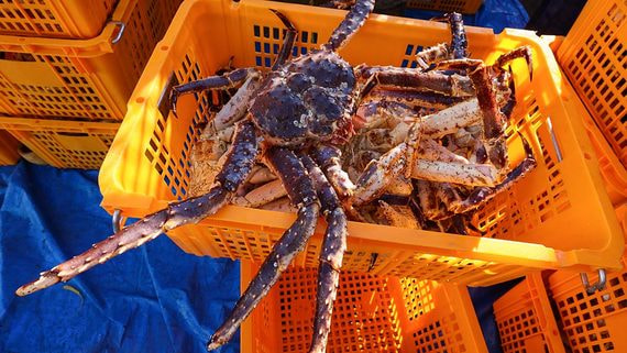 Минсельхоз может повысить стоимость прав на добычу некоторых видов крабов в два раза