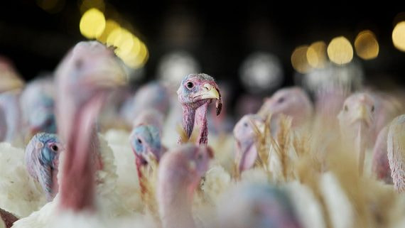 Крупнейший в России производитель индейки перерегистрировал компанию с Кипра в Калининград