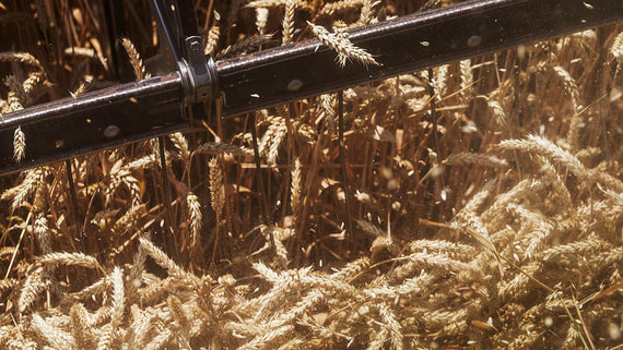 Минсельхоз ужесточит требования к переработчикам сельхозпродукции, претендующим на господдержку