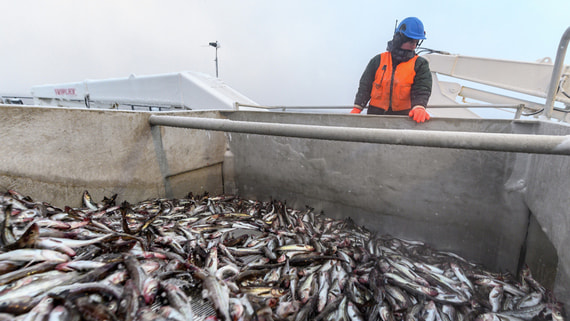 Российских рыбаков обвинили в экспорте браконьерской продукции в США