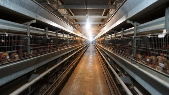 Банк «Траст» выставил на продажу одного из крупнейших производителей яиц на Урале