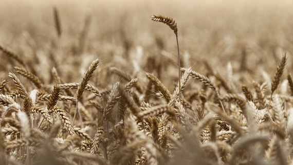 Цену пшеницы для расчета экспортной пошлины могут поднять до 17 000 рублей за тонну