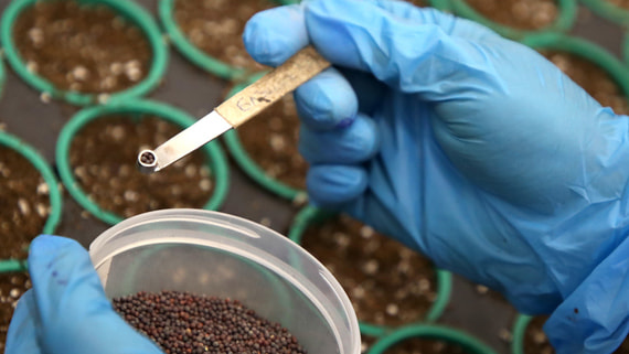 Путина попросили не обязывать иностранных производителей семян создавать партнерства в России