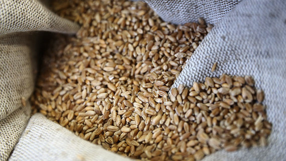 Аграрии приостановили продажу пшеницы экспортерам