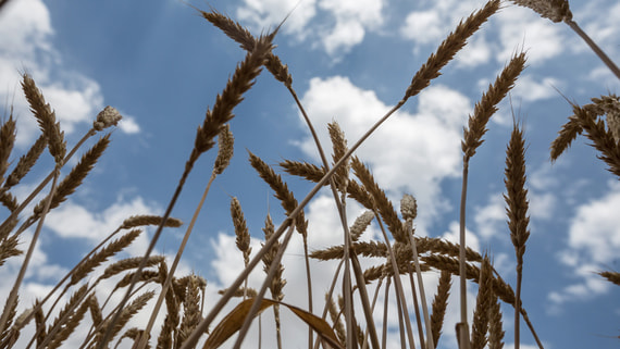 В Россельхознадзоре сообщили об интересе Вьетнама к пшенице и черешне из России