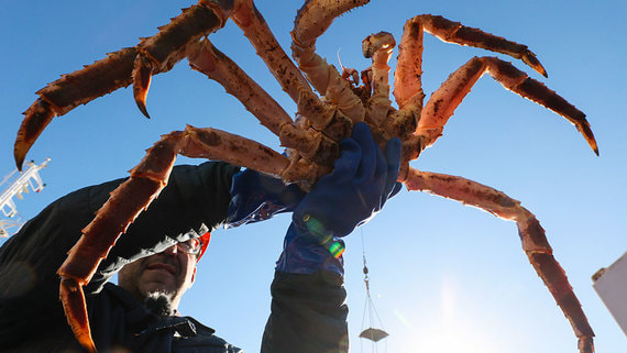 ФАС сообщила о возможной монополизации рынка добычи краба и отдельных видов рыбы