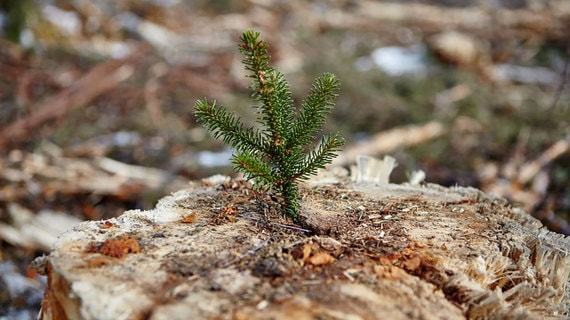 Segezha Group улучшила финансовые показатели во II квартале