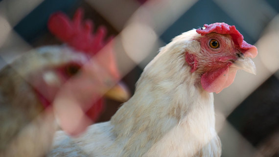 Минсельхоз хочет запретить экспорт мяса курицы из России