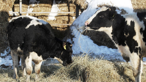 Эксперты и участники рынка отметили рост цены сырья для молочной продукции