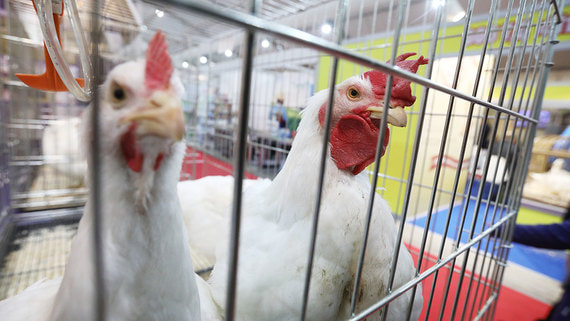 Росптицесоюз не ожидает роста производства мяса птицы и яиц по итогам года