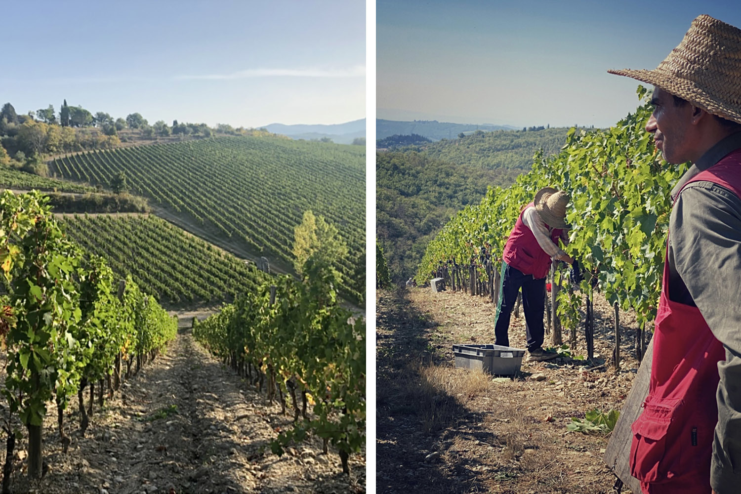 Винодельческое хозяйство Bertinga расположено в Тоскане