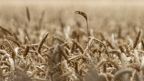 Правительство ввело запрет на экспорт твердой пшеницы до конца мая 2024 года
