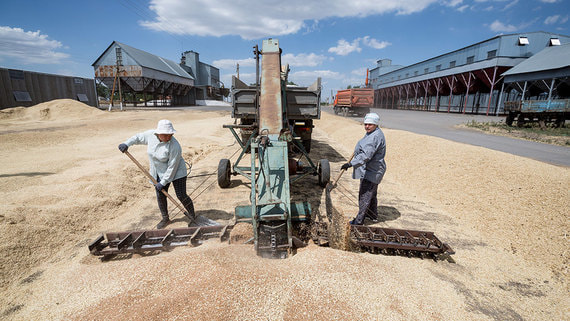 Урожай зерновых в России вырос до 153,8 млн тонн