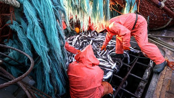 Рыбопромышленники просят упростить правила учета упакованной в море рыбы